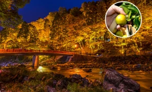 Korankei Illumination and Orange Picking 1 Day Bus Tour from Nagoya