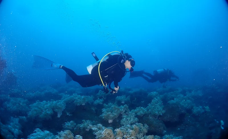 New Taipei: Experience diving with Diving Diving Club