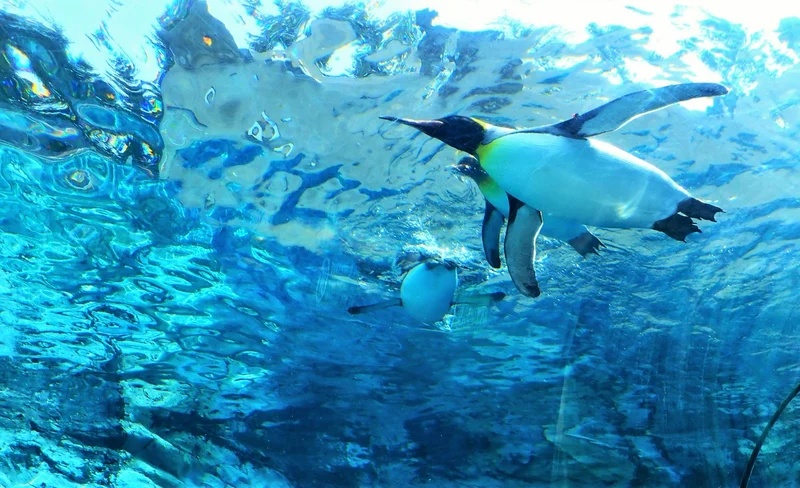 Asahiyama Zoo One-day bus tour & TV Tower Ticket