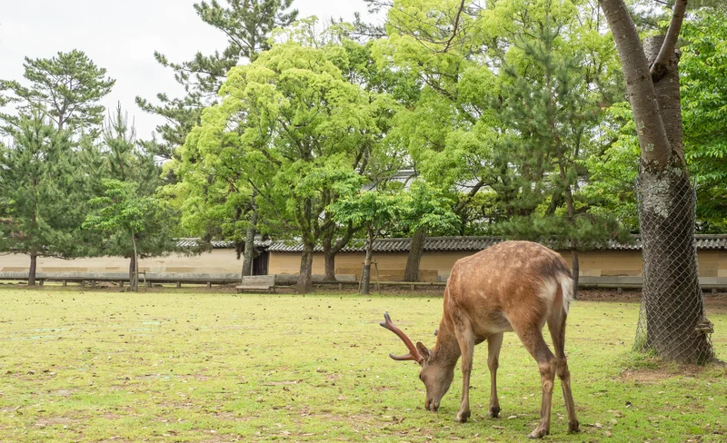Kyoto and Nara Park One Day Tour from Osaka