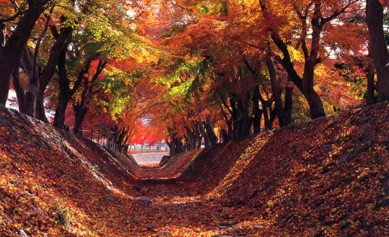 [Fuji Maple Viewing Day Trip] Lake Kawaguchi Autumn Leaves Festival & All-You-Can-Eat Grapes & Matsutake Course | Departing from Shinjuku
