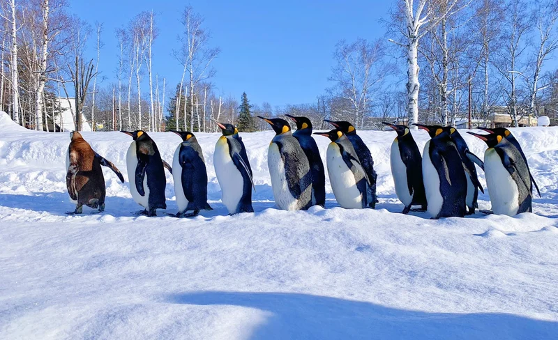 Hokkaido Asahiyama Zoo & Furano Forest Fairy Terrace & Biei Shikisai no Oka Snow Park Day Trip (Departing from Sapporo)