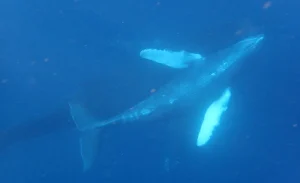 Kerama Islands Snorkeling with Whales in Okinawa