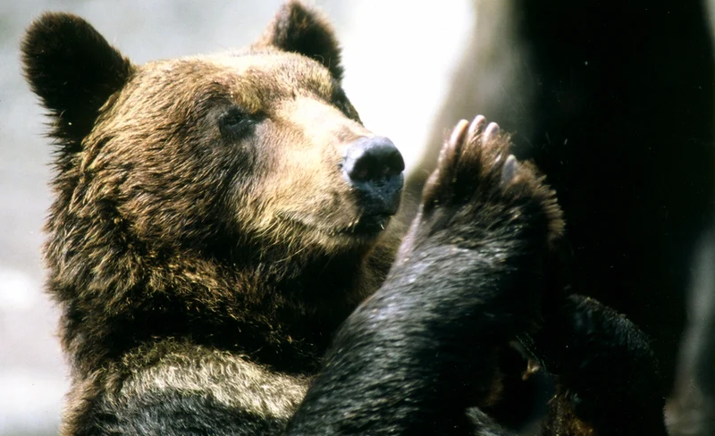Noboribetsu Bear Park Ticket
