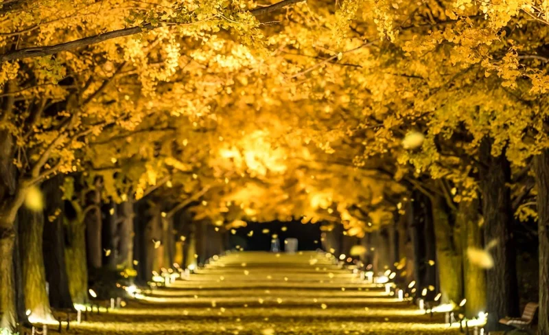 [Tokyo Autumn Leaves Day Trip] Mount Takao Maple Leaf Festival & Showa Memorial Park Ginkgo Trail Lighting & Yomiuri Land Light Show | Departing from Tokyo