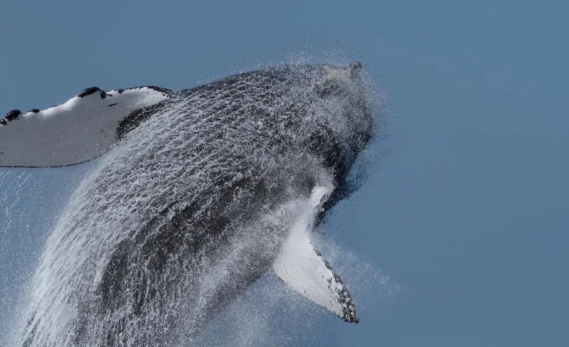 Okinawa Whale Watching Tour by Sesoko Beach Marine Club (Motobu Departure)