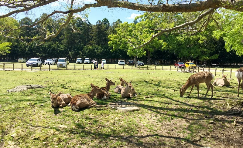 Nara Half Day Bus Tour from Kyoto
