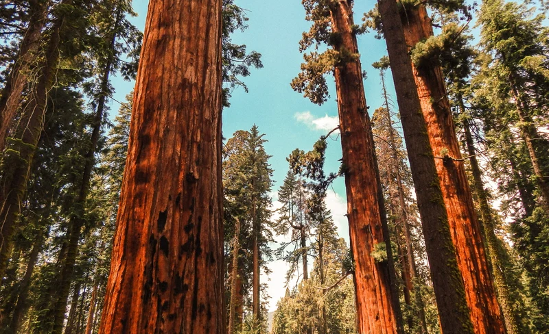 3 Days Yosemite Escape Camping Tour from San Francisco