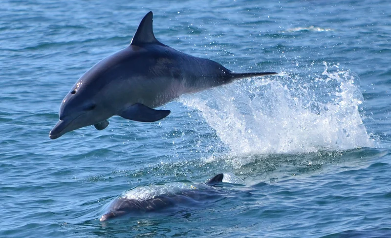 Dolphin Watching Experience in Amakusa