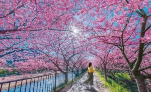 Izu Kawazu Sakura & Strawberries Picking One Day Tour from Tokyo