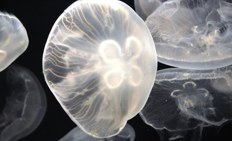 Shimane AQUAS Aquarium Ticket in Hamada