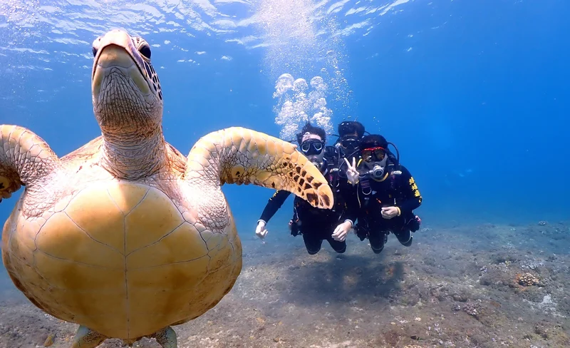 Liuqiu Green Sea Turtle: Diving Diving Experience