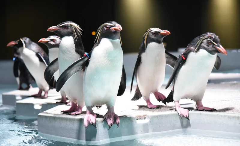 AQUARIUM PARK AOAO SAPPORO (Hokkaido)