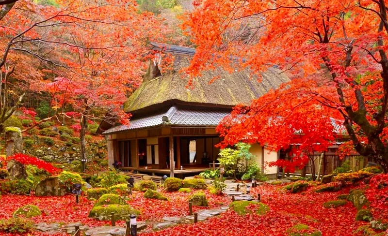 Autumn Leaves Season | Hieisan Enryakuji Temple & Kyorinbo & Hachiman Cruise Day Tour for Fall Leaves Viewing | (Departing from Osaka/Kyoto)