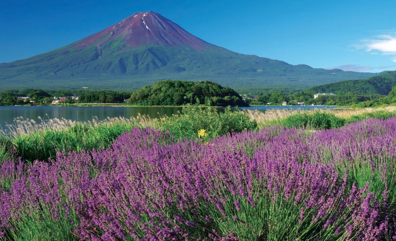 Mt. Fuji and Lake Kawaguchi Owakudani Day Tour (with delicious Sukiyaki lunch from Tokyo)