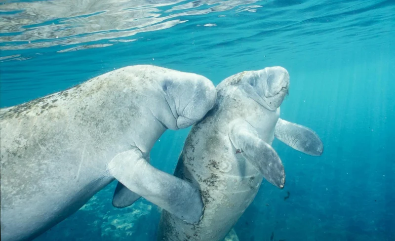Swim with the Manatee's Day Tour with Transportation