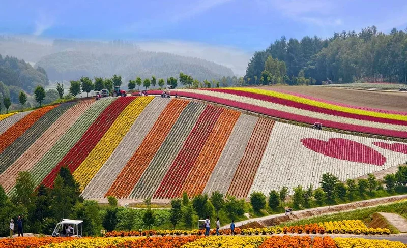 Shikisai no Oka & Furano & Biel Blue Pond Day Tour | From Sapporo
