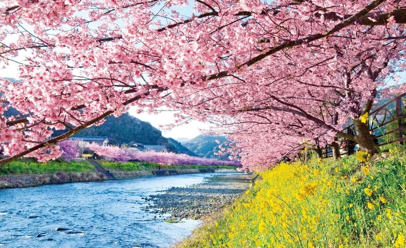 [Shizuoka Cherry Blossom Viewing Day Tour] Izu Kawazu Sakura & Mt. Fuji’s stunning observation deck "Izu Panoramic Park" & all you can eat strawberries | Departing from Tokyo