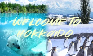 Asahiyama Zoo & Shirahige Falls & Biei & Summer Blue Pond / Winter Forest Fairy Terrace Day Tour (Chinese and English Tour Guide / Depart from Sapporo)