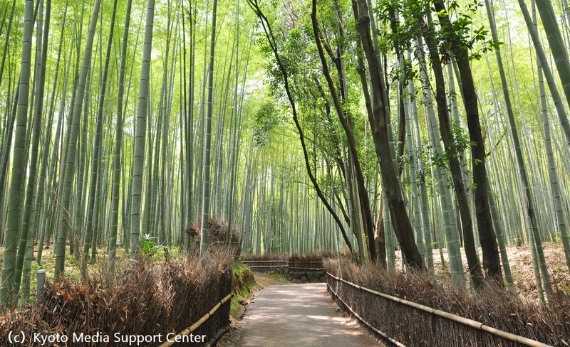 Kyoto City, Jojakkoji, Arashiyama Bamboo Grove, & Tenryuji Tour