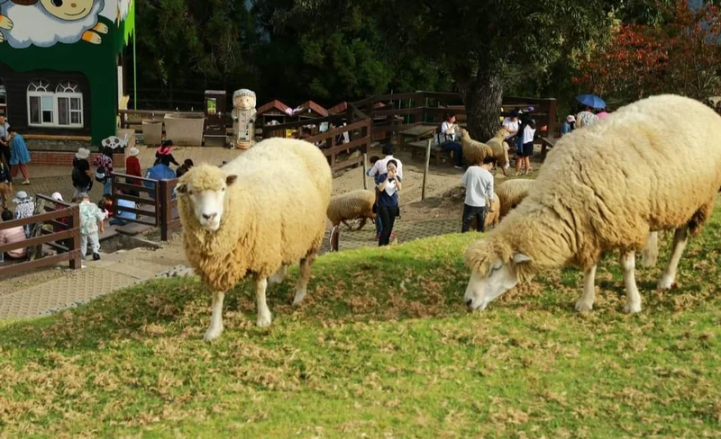 Taichung Gaomei Wetland & Qingjing Farm Day Tour