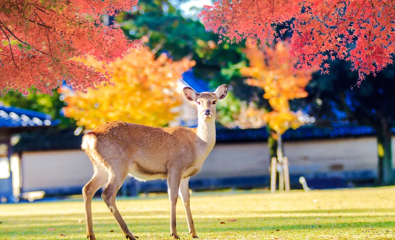 Kiyomizu-dera, Fushimi Inari Shrine, & Nara Park One Day Tour