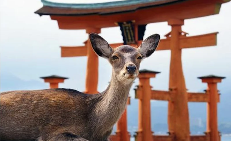 Hiroshima/Miyajima Private Custom Tour with Local Guide