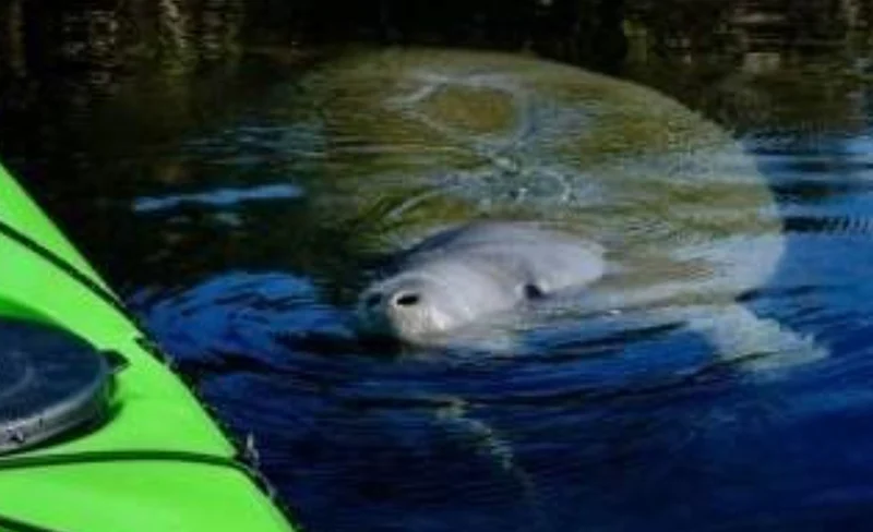 Manatee Encounter Kayaking Tour in Orlando
