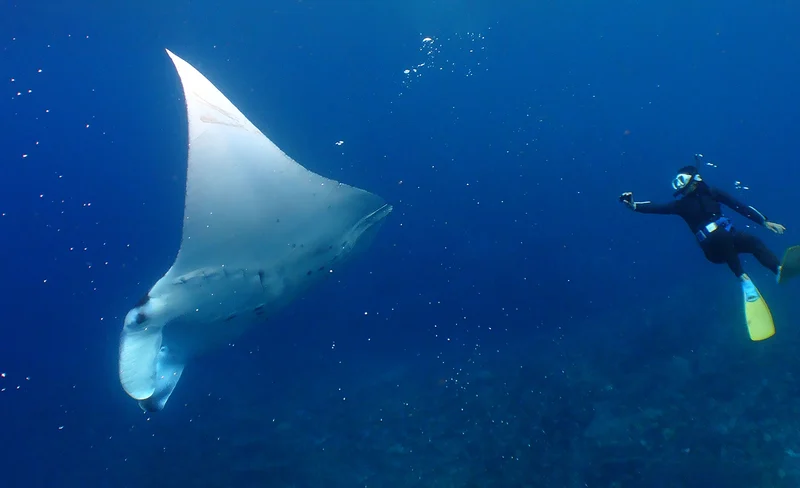 Snorkeling, Diving, & Fun Diving Experience in Kerama Islands