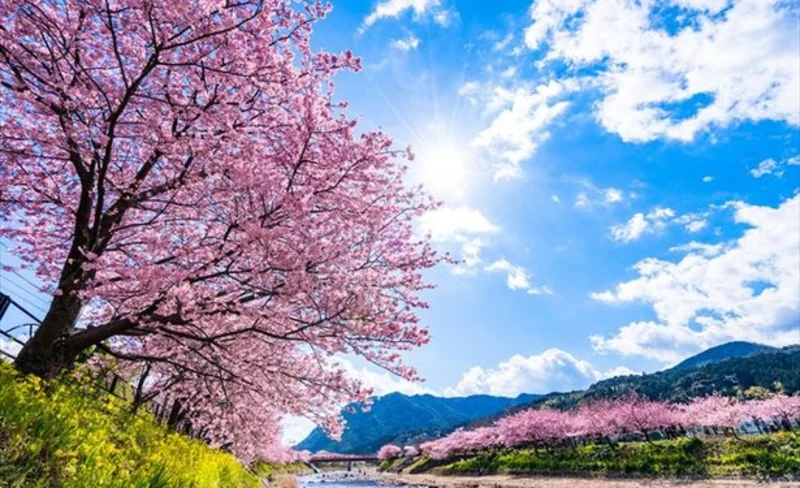 Izu/Atami Customizable Chartered Car Tour