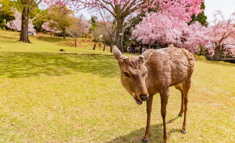 Kyoto and Nara Golden Route 1 Day Bus Tour from Kyoto