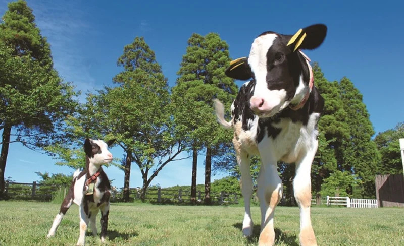 Narita Dream Dairy Farm Ticket