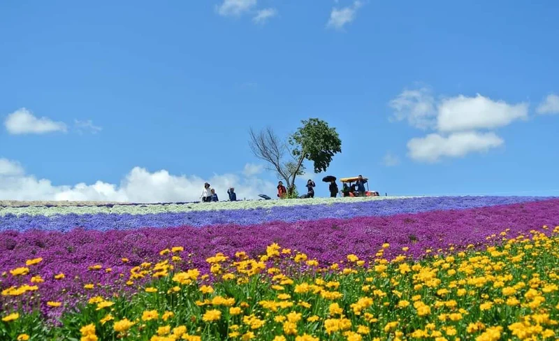 Furano & Biei Blue Pond, Shikisai no Oka Day Tour from Sapporo