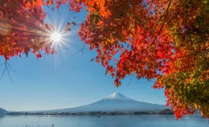 [Fuji Fruit Picking Day Trip to Mount Fuji] Arakurayama Park & Seasonal Fruit Picking & Mount Fuji & Lake Kawaguchi Sakura・Maple Leaf Festival & Winter FUJITEN Ski Resort Observation Gondola Playing in the Snow | Departing from Shinjuku