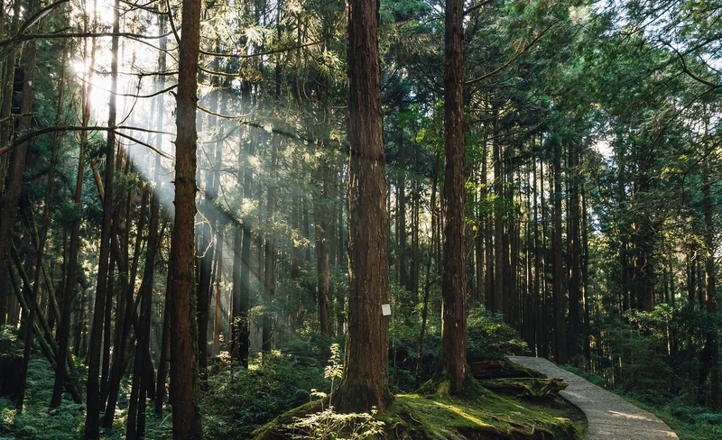 Alishan chartered one-day tour - Fenchi Lake & Alishan Forest Recreation Area & Everlasting Bridge (departing from Taichung)