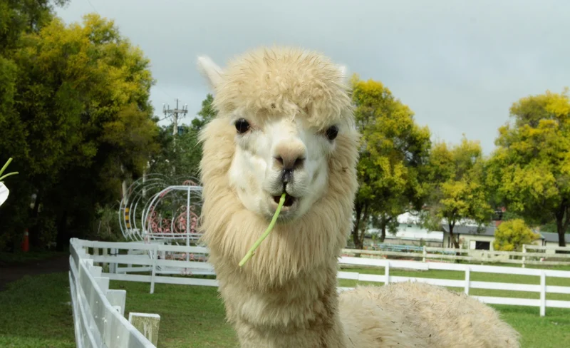 Tomita Garden Farm Ticket in Taoyuan