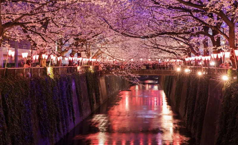 3Hr Nakameguro Evening Cherry Blossoms Viewing 2025 Tokyo