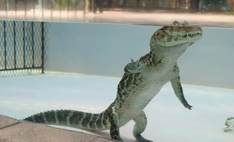 Atagawa Tropical & Alligator Garden Ticket in Higashiizu