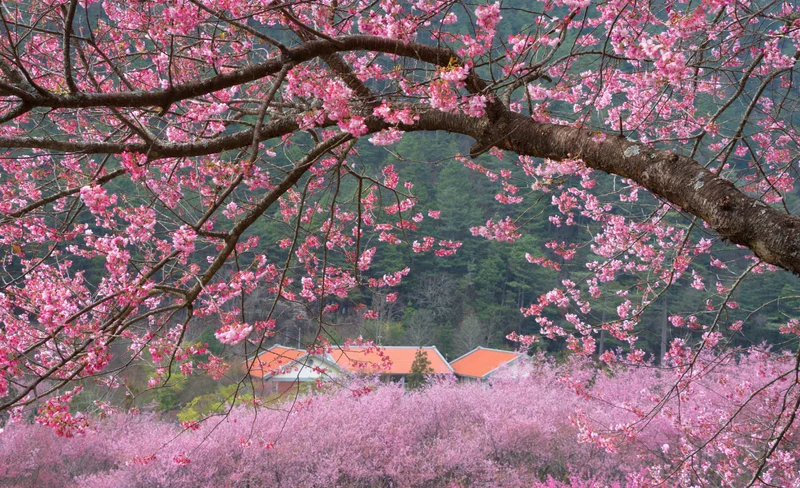 Taichung: Wuling Farm Day Tour (From Taipei)