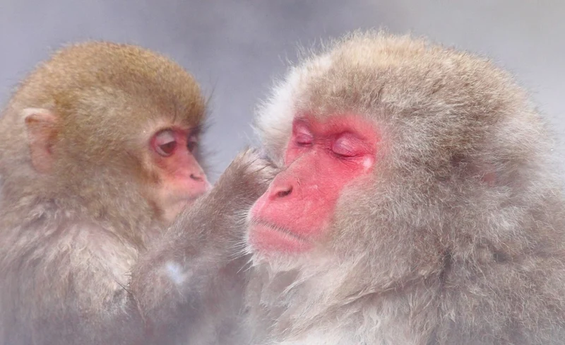 1-Day Tour: Snow Monkeys, Zenko-ji Temple & Sake in Nagano