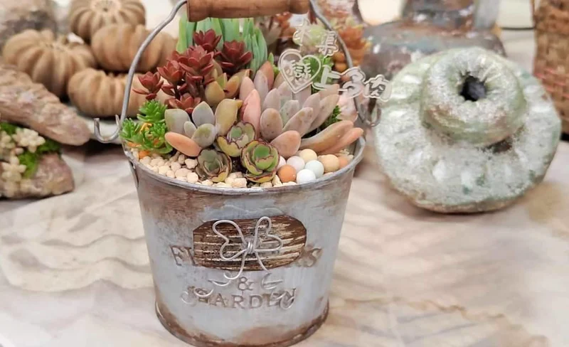 Yilan: Succulent potted plant DIY experience