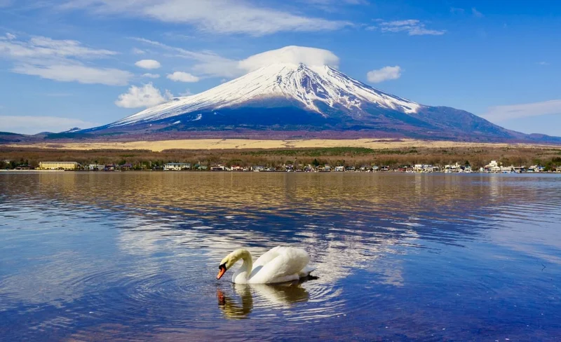Mt. Fuji Twin Lakes Nature Experience Day Tour｜Oishi Park & Oshino Hakkai & Yamanakako Swan Feeding & Yamanakako Cruise Experience (Chinese and English Service Available)