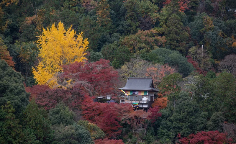 Explore Kyoto Arashiyama Bamboo Forest with Authentic Zen Experience
