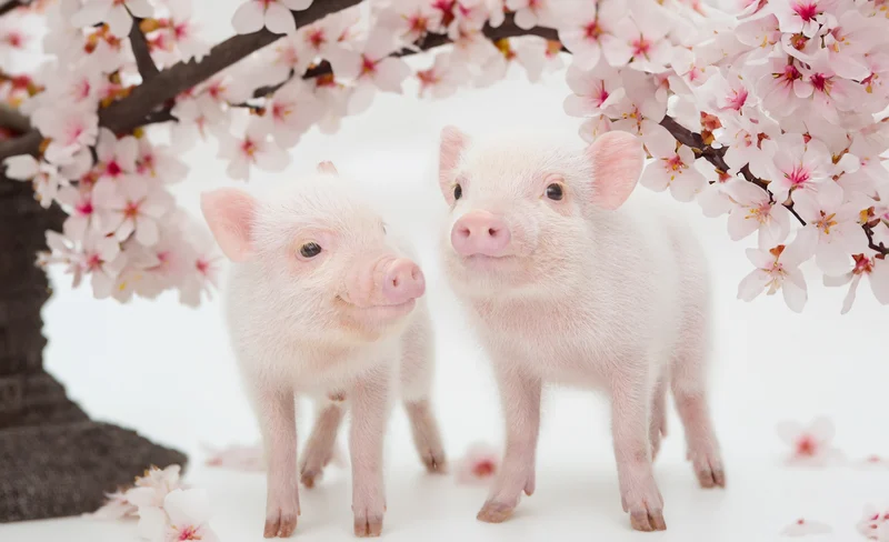 Mipig, a cafe where you can interact with micro pigs (Harajuku Takeshita Street store)