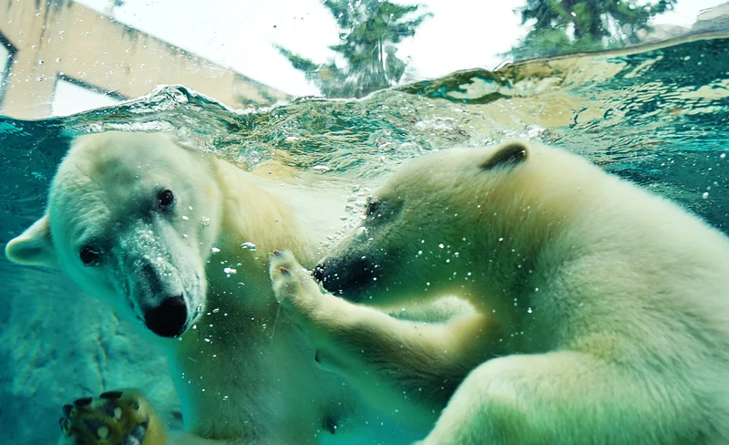 Sapporo | Asahiyama Zoo & Furano & Biei & Aoike day tour in Hokkaido