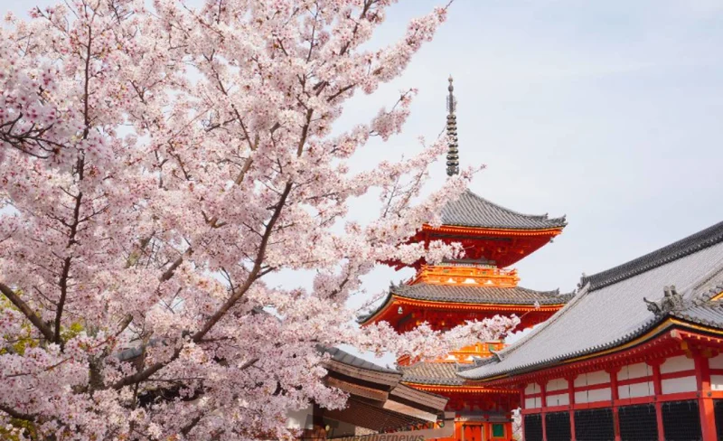 Kyoto｜Kiyomizu-dera Temple, Kinkaku-ji Temple, and Arashiyama Day Tour (Small Group Tour from Osaka and Kyoto)
