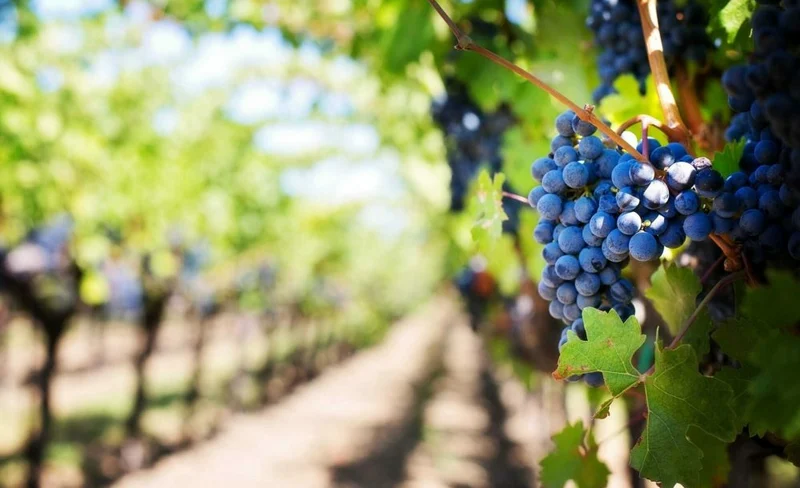 Private Malibu Wineries Tour in Los Angeles