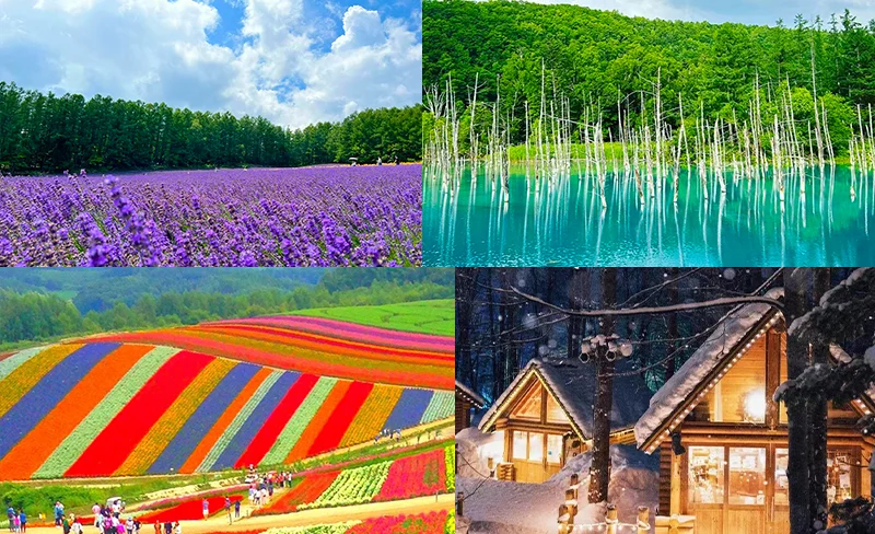 Shikisai Hill, Shirogane Blue Pond & Farm Tomita Tour from Sapporo