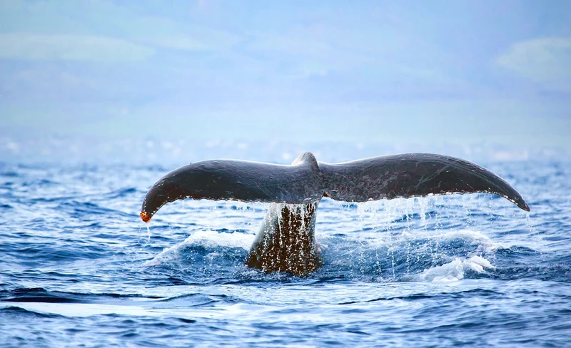 Ocean's Playground: Afternoon Snorkel from Waianae Harbor