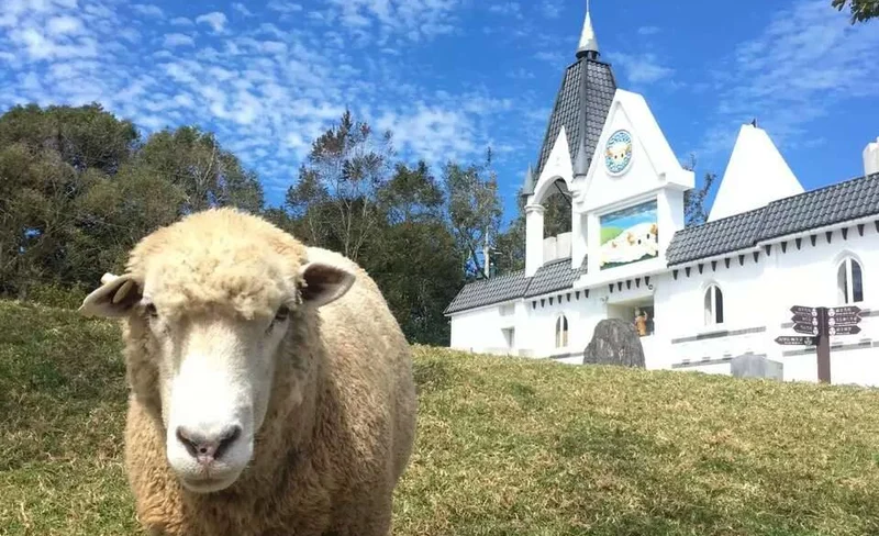 Cingjing Farm & Gaomei Wetland Day Tour